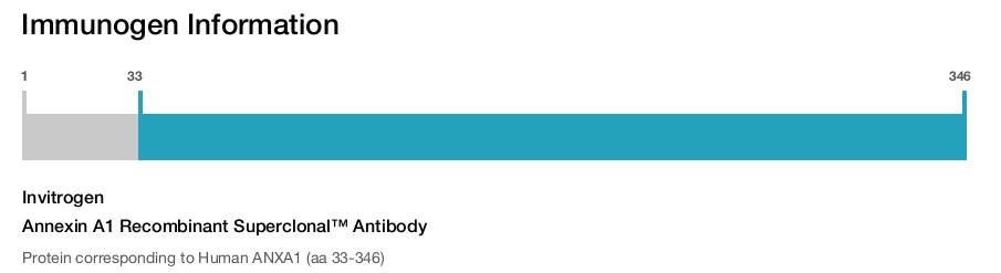 Annexin A1 Recombinant Superclonal™ Antibody