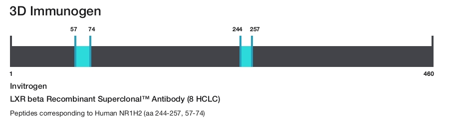 LXR beta Recombinant Superclonal&trade; Antibody (8 HCLC)