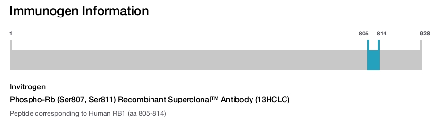 Phospho-Rb (Ser807, Ser811) Recombinant Superclonal™ Antibody (13HCLC)