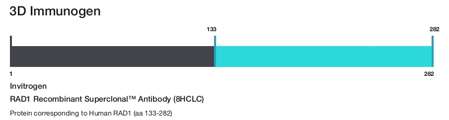 RAD1 Recombinant Superclonal&trade; Antibody (8HCLC)