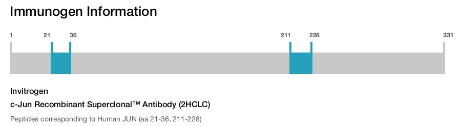 c-Jun Recombinant Superclonal™ Antibody (2HCLC)