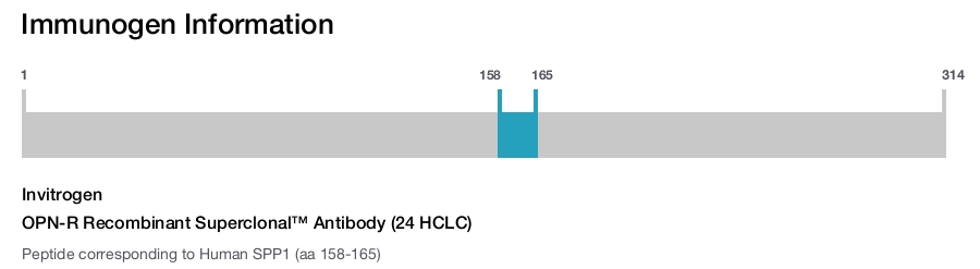OPN-R Recombinant Superclonal&trade; Antibody (24 HCLC)