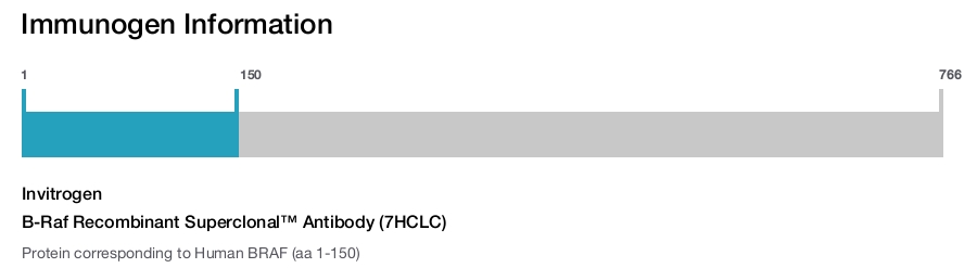 B-Raf Recombinant Superclonal&trade; Antibody (7HCLC)
