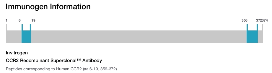 CCR2 Recombinant Superclonal™ Antibody