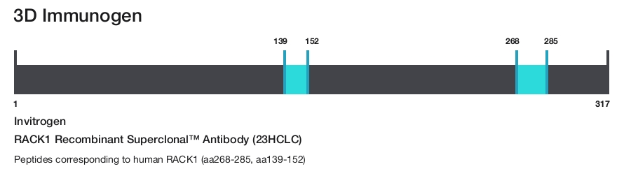 RACK1 Recombinant Superclonal&trade; Antibody (23HCLC)