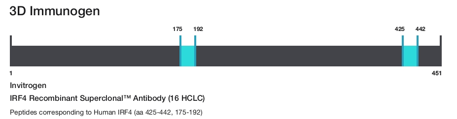 IRF4 Recombinant Superclonal&trade; Antibody (16 HCLC)