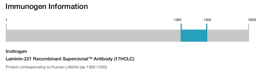 Laminin-221 Recombinant Superclonal™ Antibody (17HCLC)