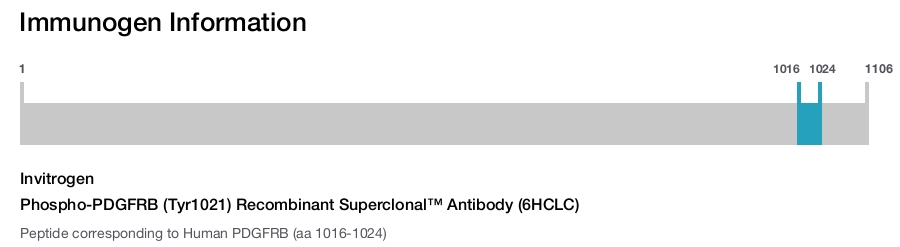 Phospho-PDGFRB (Tyr1021) Recombinant Superclonal™ Antibody (6HCLC)
