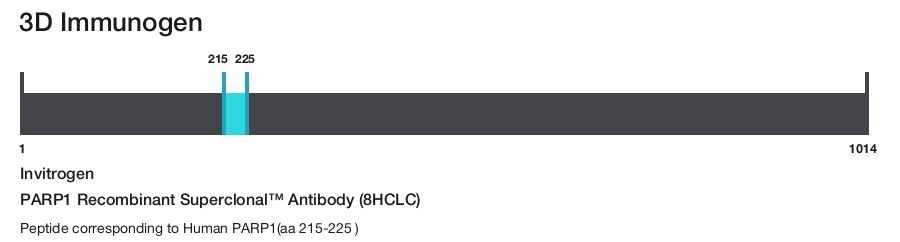 PARP1 Recombinant Superclonal&trade; Antibody (8HCLC)
