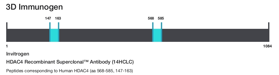 HDAC4 Recombinant Superclonal&trade; Antibody (14HCLC)