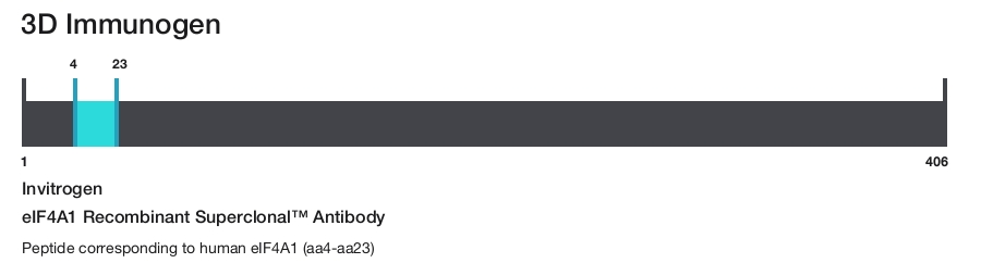 eIF4A1 Recombinant Superclonal&trade; Antibody