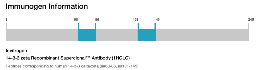 14-3-3 zeta Recombinant Superclonal™ Antibody (1HCLC)