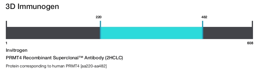 PRMT4 Recombinant Superclonal&trade; Antibody (2HCLC)