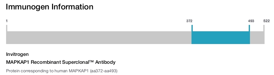 MAPKAP1 Recombinant Superclonal™ Antibody