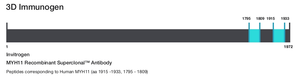 MYH11 Recombinant Superclonal&trade; Antibody