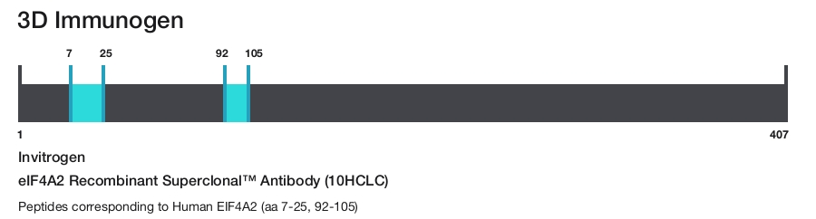 eIF4A2 Recombinant Superclonal&trade; Antibody (10HCLC)