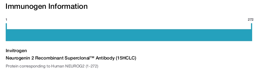 Neurogenin 2 Recombinant Superclonal™ Antibody (15HCLC)
