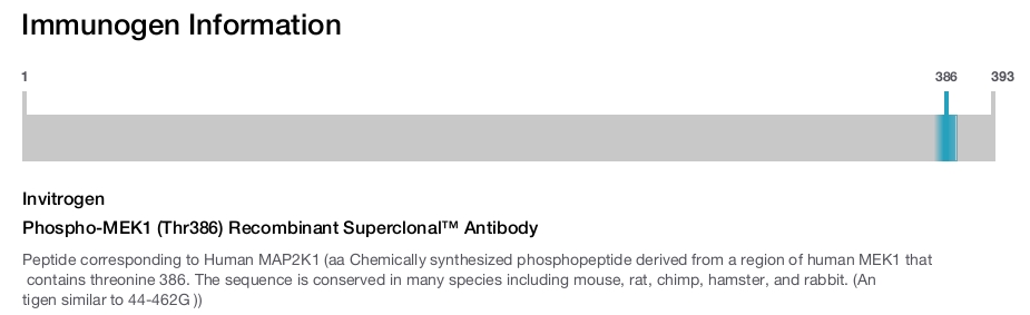 Phospho-MEK1 (Thr386) Recombinant Superclonal™ Antibody