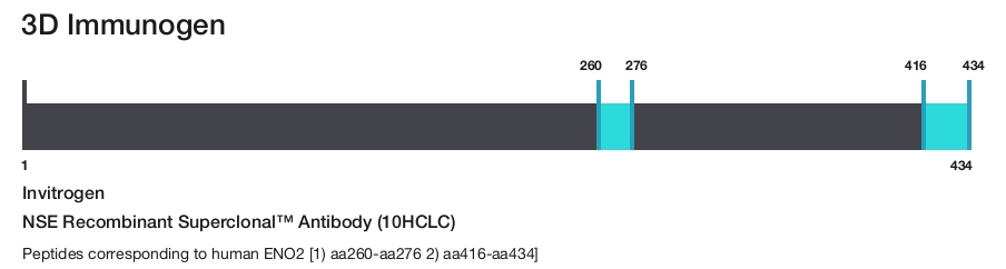 NSE Recombinant Superclonal&trade; Antibody (10HCLC)
