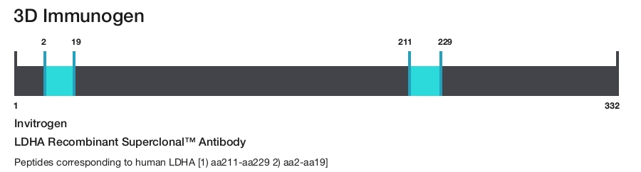LDHA Recombinant Superclonal&trade; Antibody
