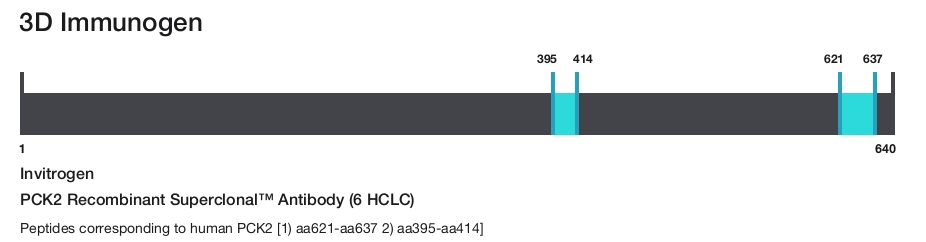 PCK2 Recombinant Superclonal&trade; Antibody (6 HCLC)