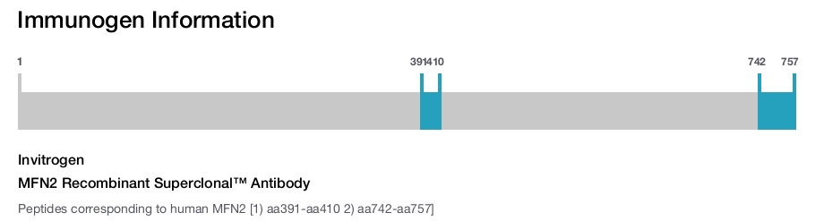 MFN2 Recombinant Superclonal&trade; Antibody