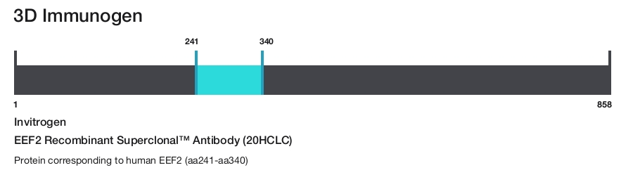 EEF2 Recombinant Superclonal&trade; Antibody (20HCLC)