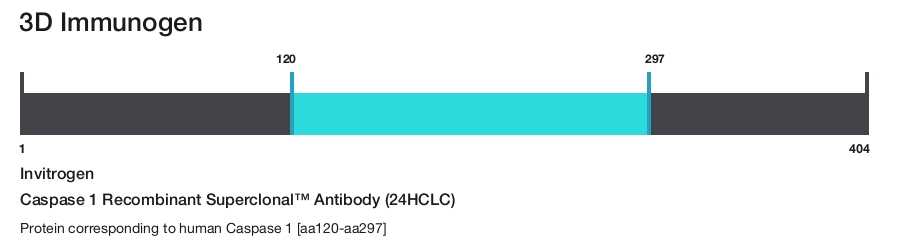 Caspase 1 Recombinant Superclonal&trade; Antibody (24HCLC)