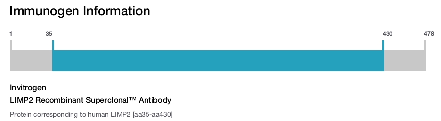 LIMP2 Recombinant Superclonal&trade; Antibody