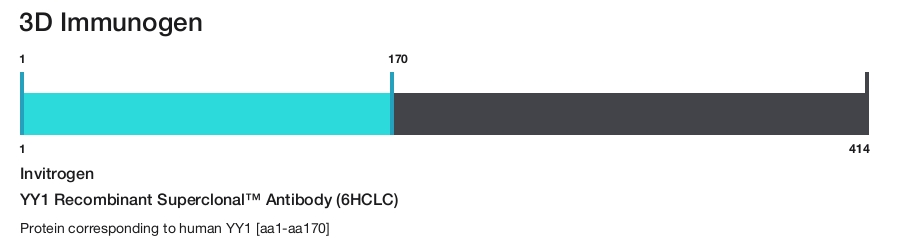 YY1 Recombinant Superclonal&trade; Antibody (6HCLC)