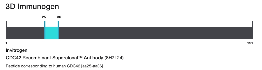 CDC42 Recombinant Superclonal&trade; Antibody (8H7L24)