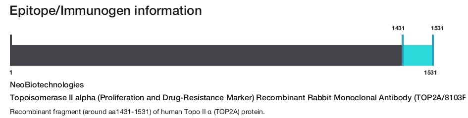 Topoisomerase II alpha (Proliferation and Drug-Resistance Marker) Recombinant Rabbit Monoclonal Antibody (TOP2A/8103R)