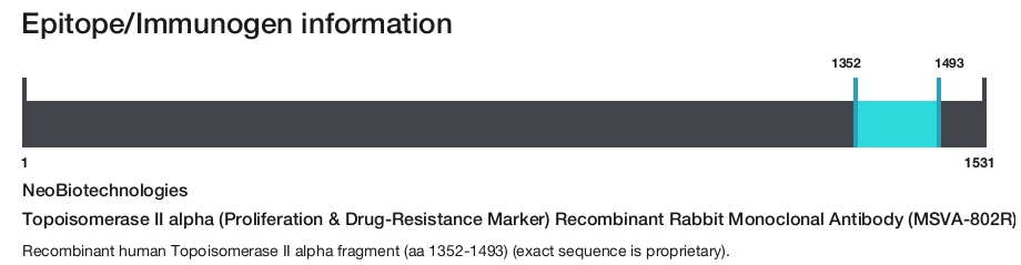 Topoisomerase II alpha (Proliferation & Drug-Resistance Marker) Recombinant Rabbit Monoclonal Antibody (MSVA-802R)