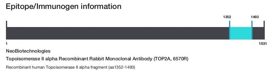 Topoisomerase II alpha Recombinant Rabbit Monoclonal Antibody (TOP2A, 6570R)