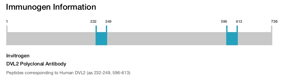 DVL2 Polyclonal Antibody