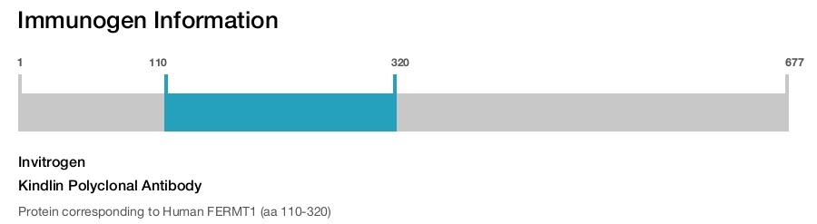 Kindlin Polyclonal Antibody