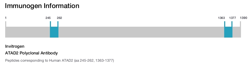 ATAD2 Polyclonal Antibody