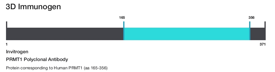 PRMT1 Polyclonal Antibody