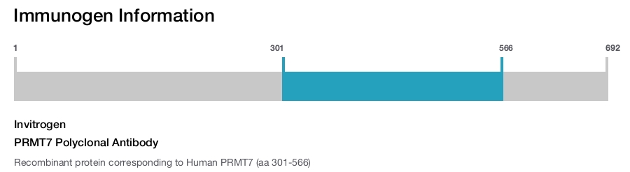 PRMT7 Polyclonal Antibody