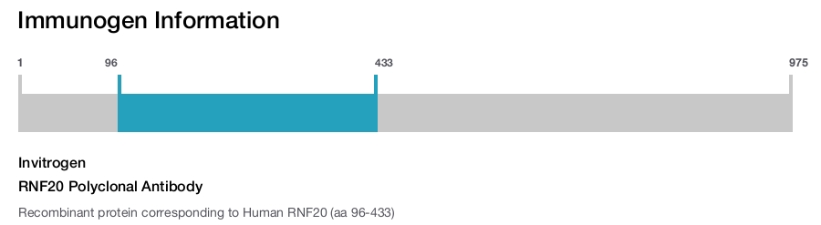 RNF20 Polyclonal Antibody