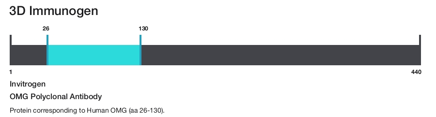 OMG Polyclonal Antibody