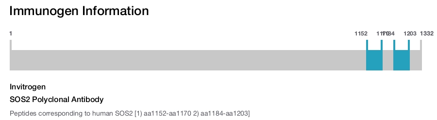 SOS2 Polyclonal Antibody
