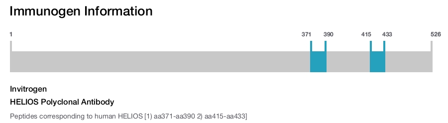 HELIOS Polyclonal Antibody
