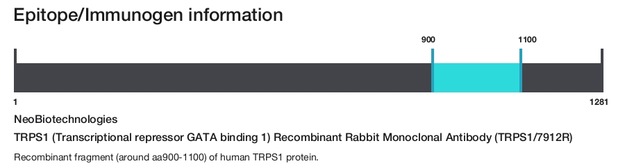 TRPS1 (Transcriptional repressor GATA binding 1) Recombinant Rabbit Monoclonal Antibody (TRPS1/7912R)