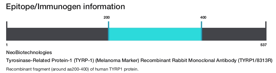 Tyrosinase-Related Protein-1 (TYRP-1) (Melanoma Marker) Recombinant Rabbit Monoclonal Antibody (TYRP1/8313R)