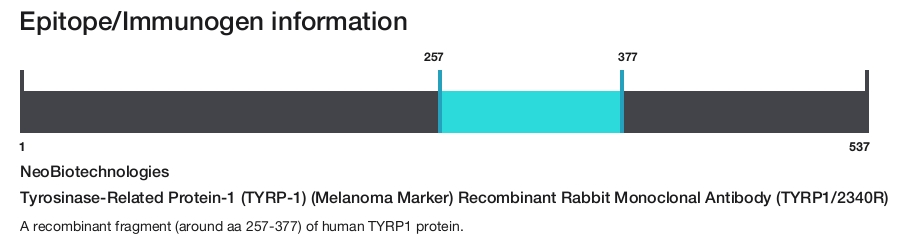 Tyrosinase-Related Protein-1 (TYRP-1) (Melanoma Marker) Recombinant Rabbit Monoclonal Antibody (TYRP1/2340R)