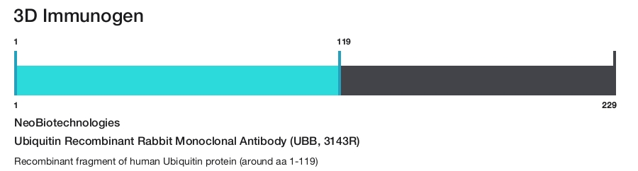 Ubiquitin Recombinant Rabbit Monoclonal Antibody (UBB, 3143R)