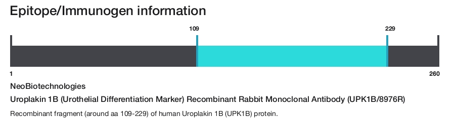 Uroplakin 1B (Urothelial Differentiation Marker) Recombinant Rabbit Monoclonal Antibody (UPK1B/8976R)