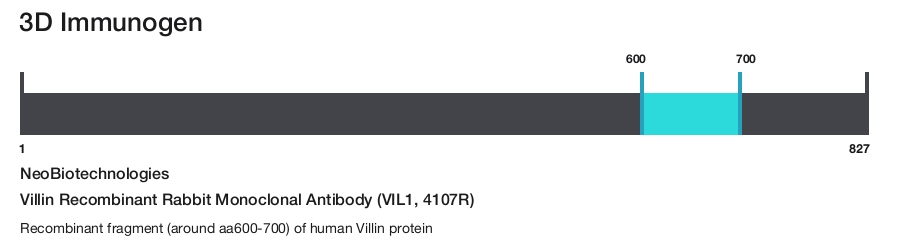 Villin Recombinant Rabbit Monoclonal Antibody (VIL1, 4107R)