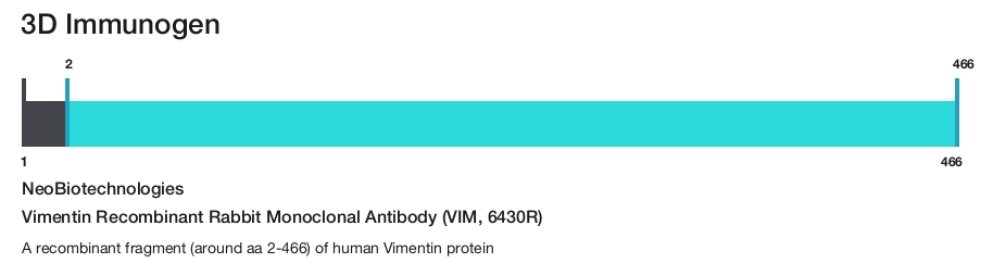 Vimentin Recombinant Rabbit Monoclonal Antibody (VIM, 6430R)